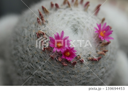 ピンク色の花の咲いたサボテン 　初夏風景 139694453