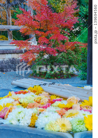 紅葉と菊の花手水 光明寺 紅葉と菊の花手水 光明寺 139694560