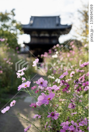 秋風に揺れる可憐なコスモスの花 秋風に揺れる可憐なコスモスの花 139694569