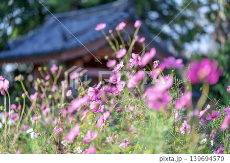 秋風に揺れる可憐なコスモスの花 139694570