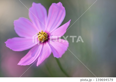 秋風に揺れる可憐なコスモスの花 139694579