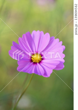 秋風に揺れる可憐なコスモスの花 139694582