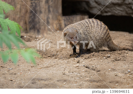Banded Mongoose, group with baby, Mungos mungo Banded Mongoose, group with baby, Mungos mungo 139694631