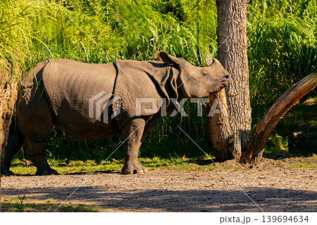 portrait of an adult rhinoceros on a sunny day in selective focus. 139694634