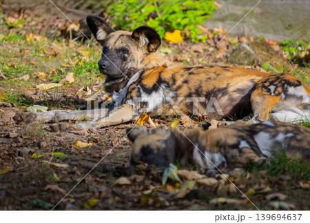 hyenas Hyaenidae mammalian family 139694637