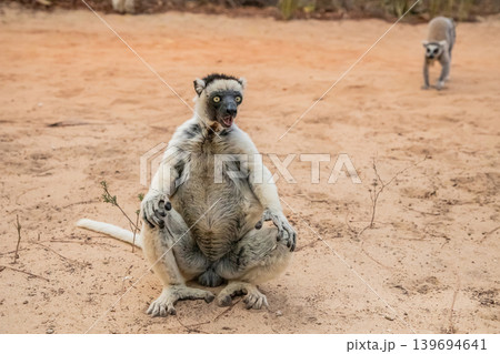 Sifaka lemur (Propithecus verreauxi), Madagascar nature 139694641
