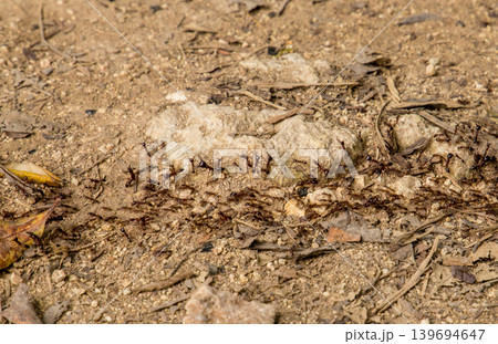 Top view of termite trails on ground. 139694647