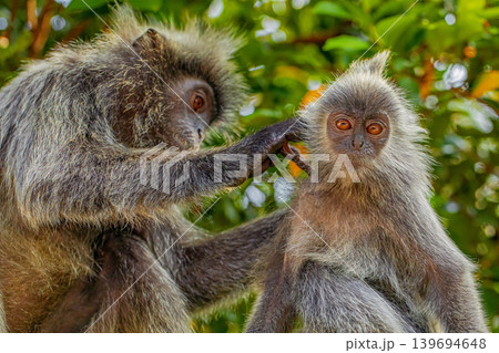 Closeup portrait of Tufted gray langur Semnopithecus priam 139694648