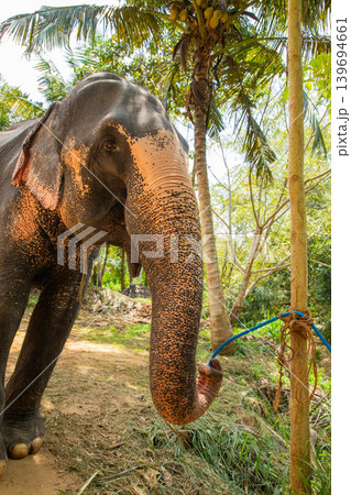 large Asian elephant with specific skin color, large Asian elephant with specific skin color, 139694661