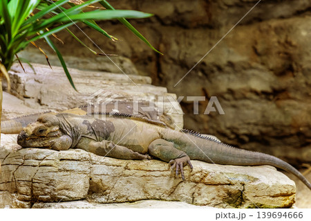 Rhinoceros Iguana. Big lizard Rhinoceros Iguana. Big lizard 139694666
