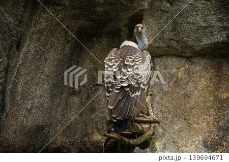 Portrait of king vulture with strict look Portrait of king vulture with strict look 139694671