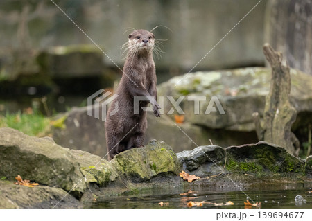 Asian small clawed otter Amblonyx cinerea, small clawed otter Asian small clawed otter Amblonyx cinerea, small clawed otter 139694677