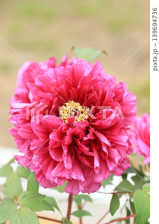 赤い牡丹の花 初夏の風景 赤い牡丹の花 初夏の風景 139694736