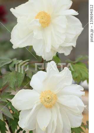 白いボタンの花満開　初夏の風景 139694812