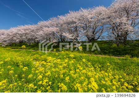 埼玉県比企郡吉見町飯島新田　快晴青空の吉見さくら堤公園のソメイヨシノ並木と菜の花畑の景色 139694826