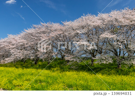 埼玉県比企郡吉見町飯島新田　快晴青空の吉見さくら堤公園のソメイヨシノ並木と菜の花畑の景色 139694831