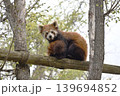 旭山動物園のレッサーパンダ 139694852