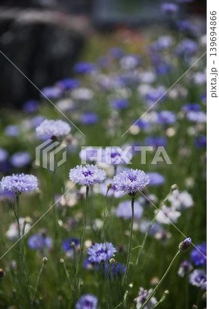 矢車菊の花 139694866