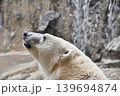 旭山動物園のシロクマ 139694874