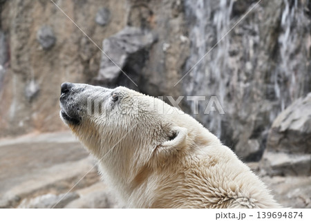 旭山動物園のシロクマ 139694874