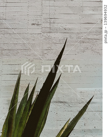 Aloe vera leaves against a textured white wooden background, minimalist botanical composition with sharp green silhouettes and natural shadows 139694932