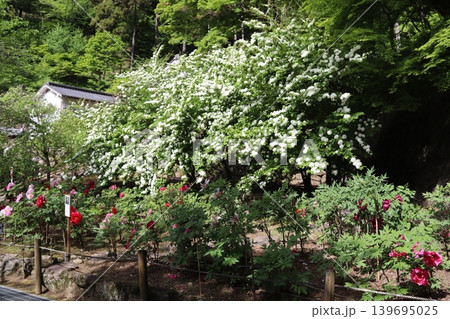牡丹の花 牡丹の花 139695025