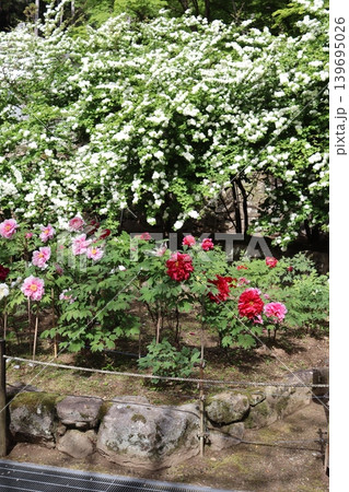 牡丹の花 139695026