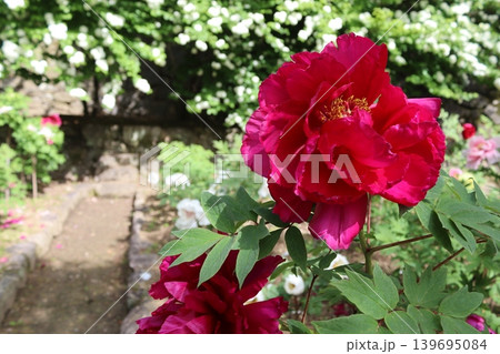 牡丹の花 139695084