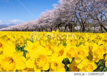 群馬県吾妻郡東吾妻町植栗 東吾妻町すいせん祭り開催の岩井親水公園 ラッパスイセン畑とソメイヨシノ並木 群馬県吾妻郡東吾妻町植栗 東吾妻町すいせん祭り開催の岩井親水公園 ラッパスイセン畑とソメイヨシノ並木 139695137