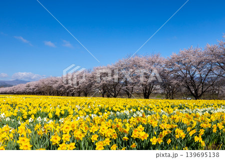 群馬県吾妻郡東吾妻町植栗 東吾妻町すいせん祭り開催の岩井親水公園 ラッパスイセン畑とソメイヨシノ並木 群馬県吾妻郡東吾妻町植栗 東吾妻町すいせん祭り開催の岩井親水公園 ラッパスイセン畑とソメイヨシノ並木 139695138