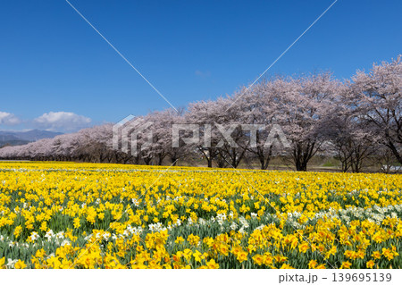 群馬県吾妻郡東吾妻町植栗 東吾妻町すいせん祭り開催の岩井親水公園 ラッパスイセン畑とソメイヨシノ並木 群馬県吾妻郡東吾妻町植栗 東吾妻町すいせん祭り開催の岩井親水公園 ラッパスイセン畑とソメイヨシノ並木 139695139