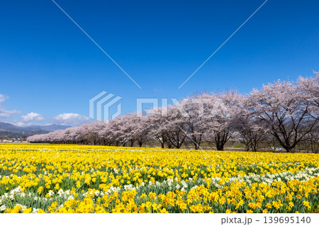群馬県吾妻郡東吾妻町植栗 東吾妻町すいせん祭り開催の岩井親水公園 ラッパスイセン畑とソメイヨシノ並木 群馬県吾妻郡東吾妻町植栗 東吾妻町すいせん祭り開催の岩井親水公園 ラッパスイセン畑とソメイヨシノ並木 139695140