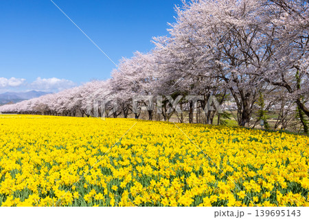 群馬県吾妻郡東吾妻町植栗　東吾妻町すいせん祭り開催の岩井親水公園　ラッパスイセン畑とソメイヨシノ並木 139695143