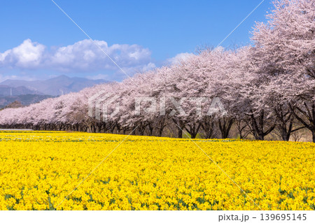 群馬県吾妻郡東吾妻町植栗 東吾妻町すいせん祭り開催の岩井親水公園 ラッパスイセン畑とソメイヨシノ並木 群馬県吾妻郡東吾妻町植栗 東吾妻町すいせん祭り開催の岩井親水公園 ラッパスイセン畑とソメイヨシノ並木 139695145