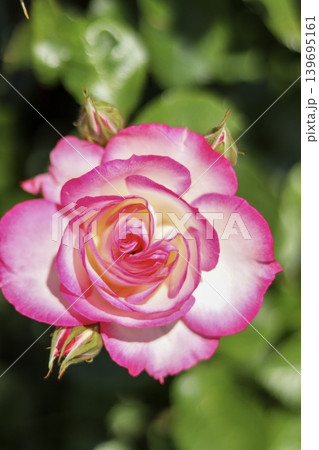 白にピンクの縁の薔薇の花 白にピンクの縁の薔薇の花 139695161