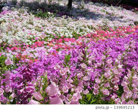 春の花壇に咲く芝桜 139695213