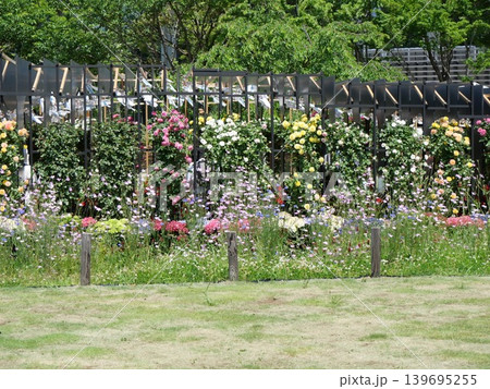 ピンクの花 139695255