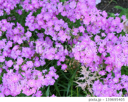 春の花壇に咲くペンタスの花 139695405