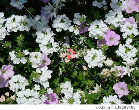 春の花壇に咲く白とピンクの複色ペチュニア 春の花壇に咲く白とピンクの複色ペチュニア 139695408