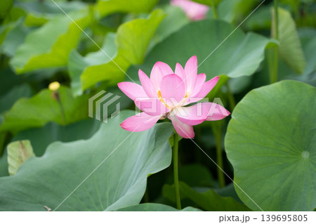 朝の蓮の花 朝の蓮の花 139695805