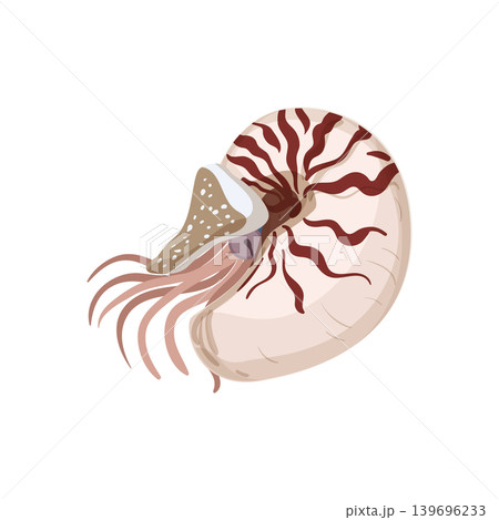 Nautilus Illustration 139696233