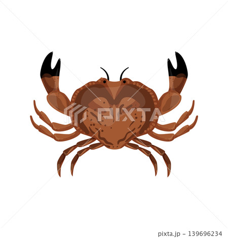 Crab Illustration Crab Illustration 139696234