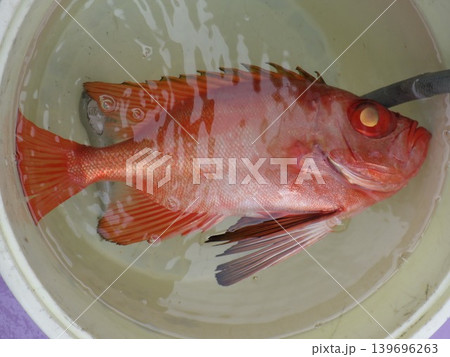 チカメキントキダイが釣れたよ 139696263