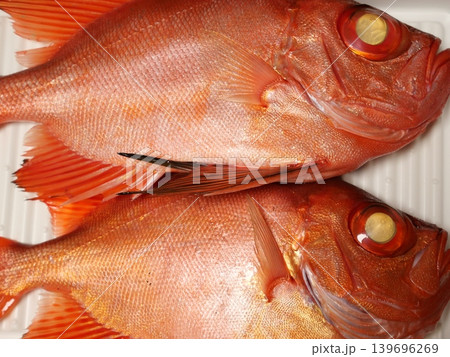 チカメキントキダイが釣れたよ チカメキントキダイが釣れたよ 139696269