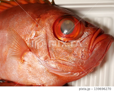 チカメキントキダイが釣れたよ 139696270