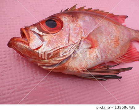 釣りあげたチカメキントキ 釣りあげたチカメキントキ 139696439