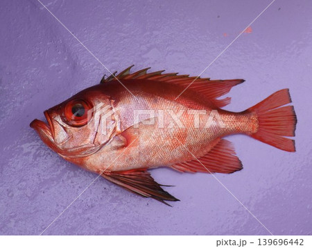 釣りあげたチカメキントキ 釣りあげたチカメキントキ 139696442