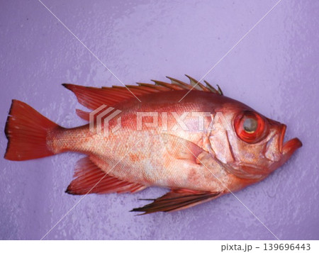 釣りあげたチカメキントキ 釣りあげたチカメキントキ 139696443