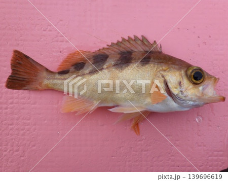 メバルが釣れた メバルが釣れた 139696619
