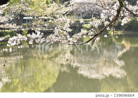 池のほとりの春の風景 池のほとりの春の風景 139696664